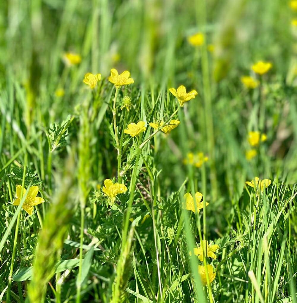 wildflowers