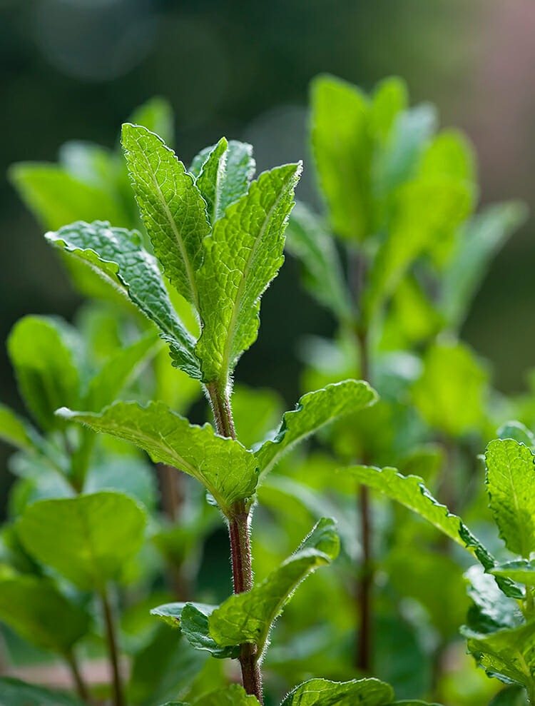 fresh mint tea