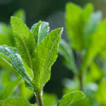 mint leaves