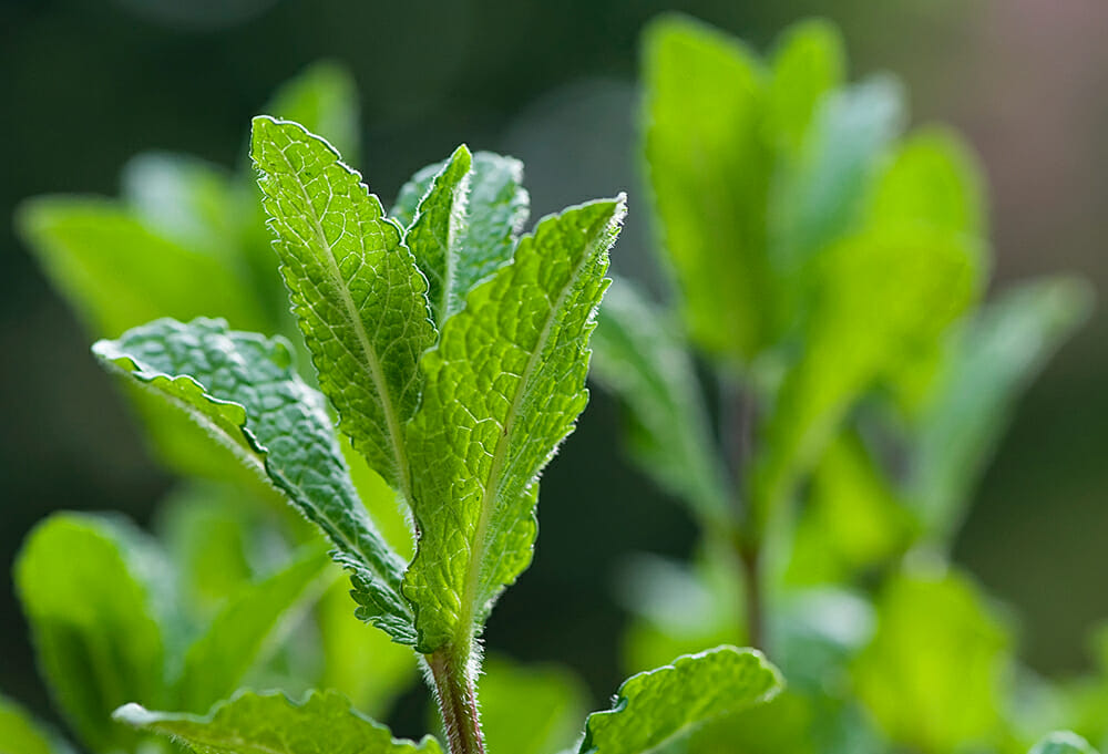 Fresh Mint Tea - Framed Cooks