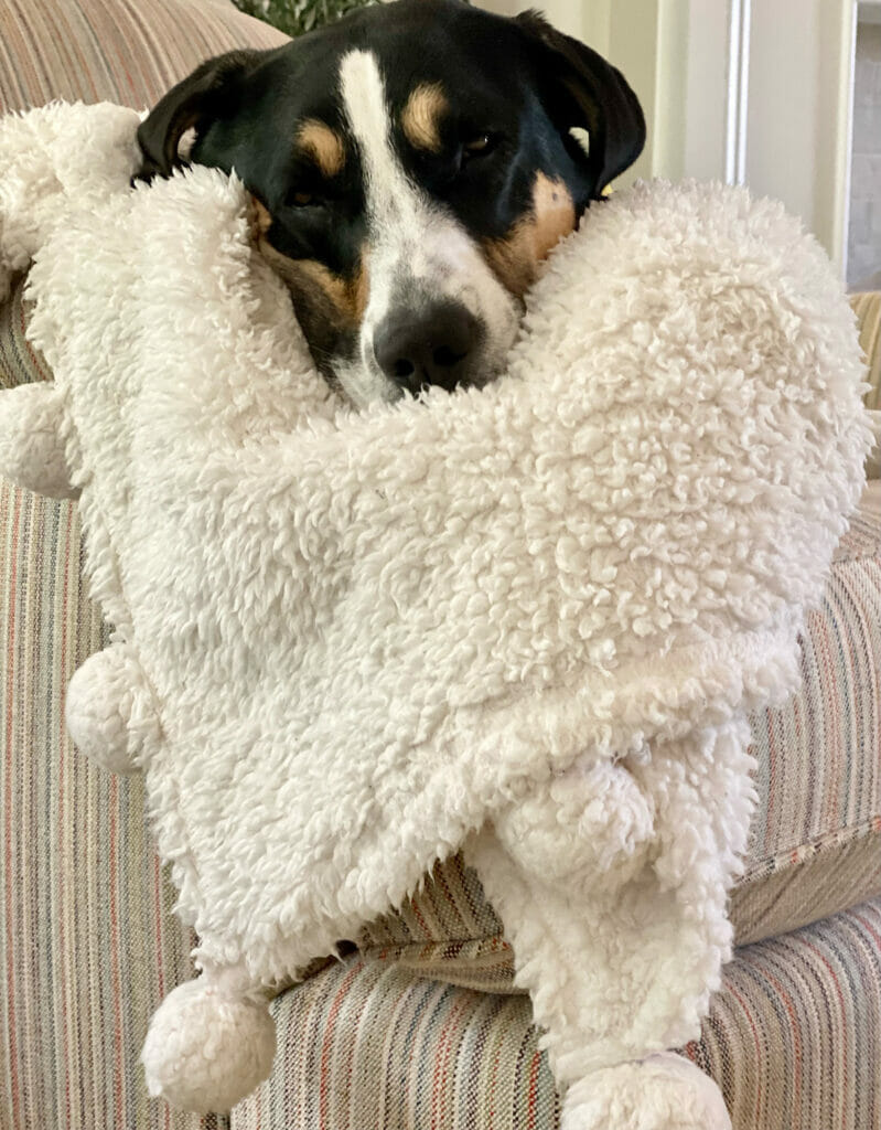 sleepy dog