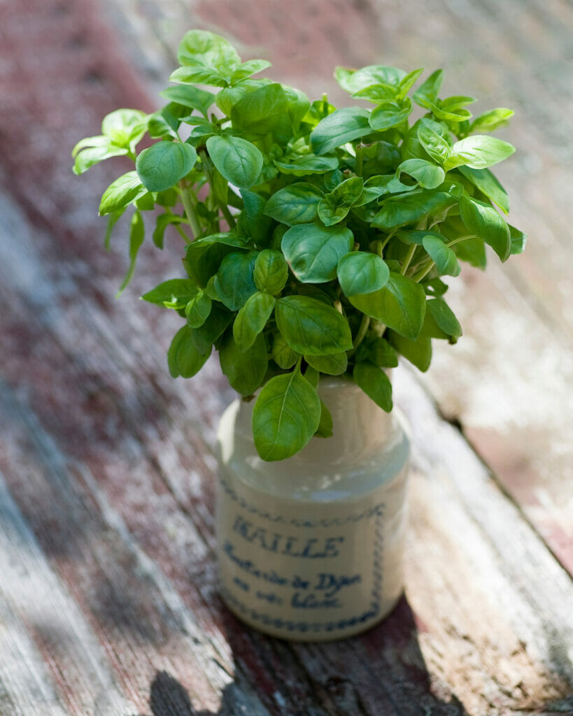 basil bouquet