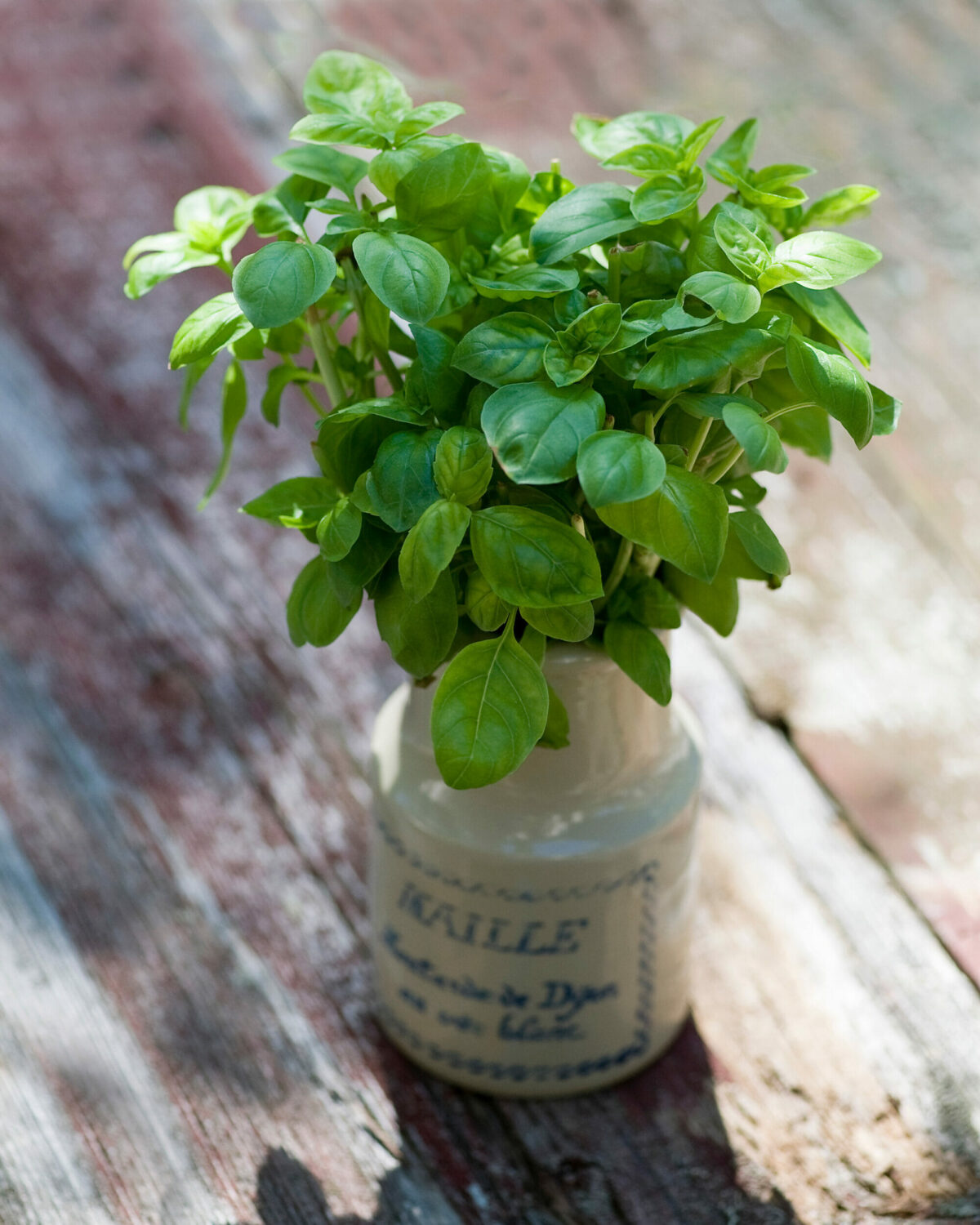 Basil bouquet in a jar.