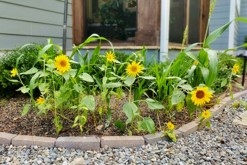 a birdseed garden