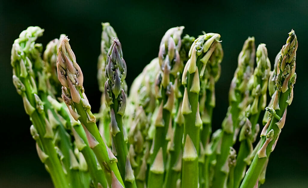 Close up of asparagus tips.