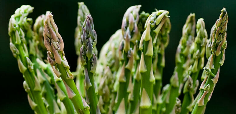 close up of asparagus tips