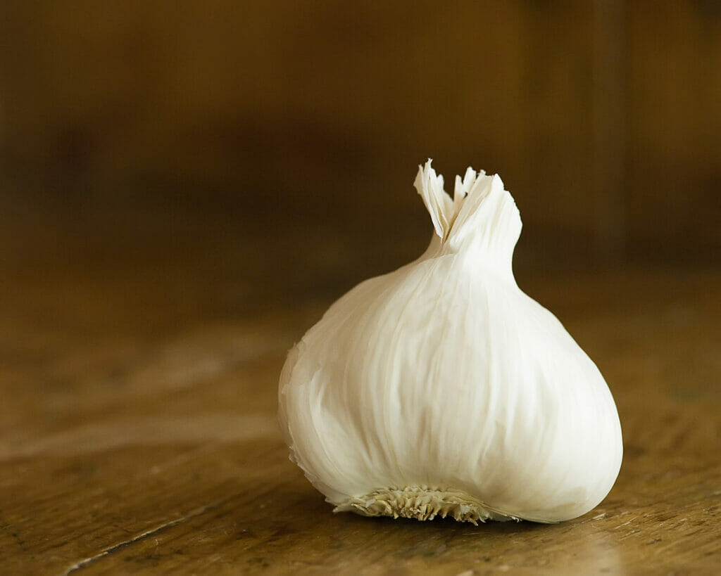 garlic