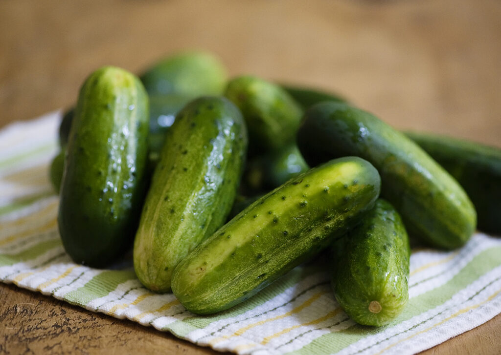 Kirby cucumbers on a dishcloth.