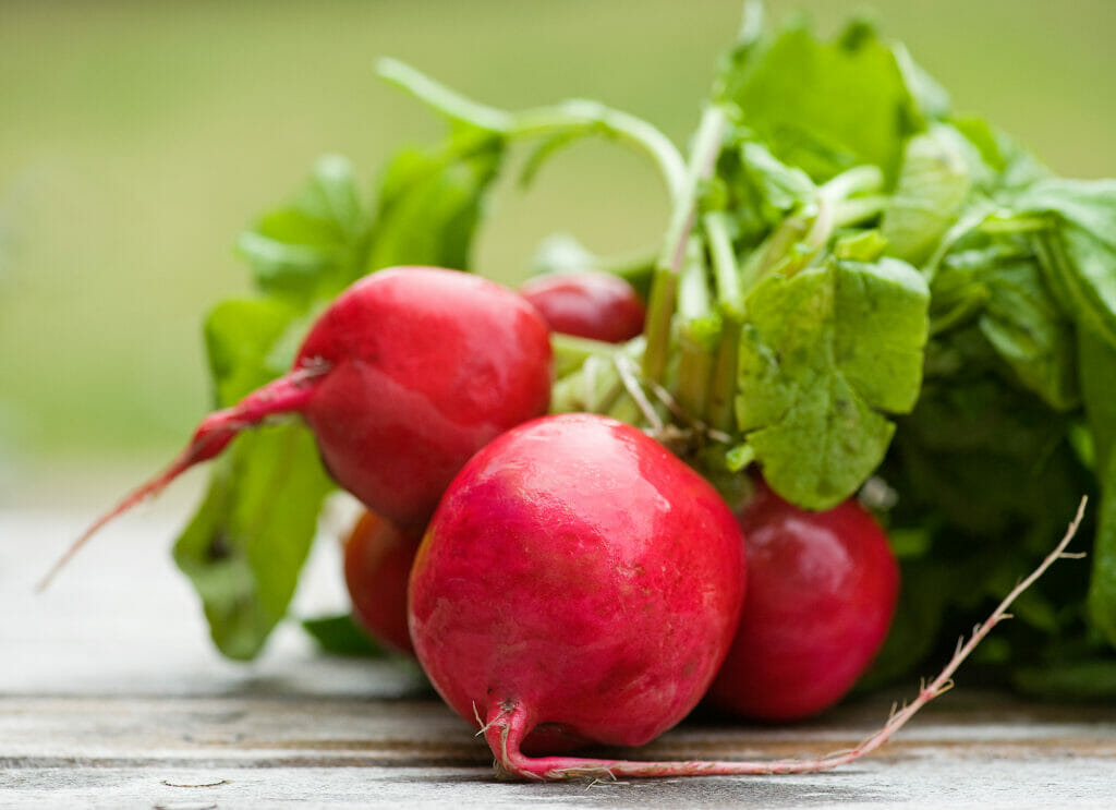 fresh radishes