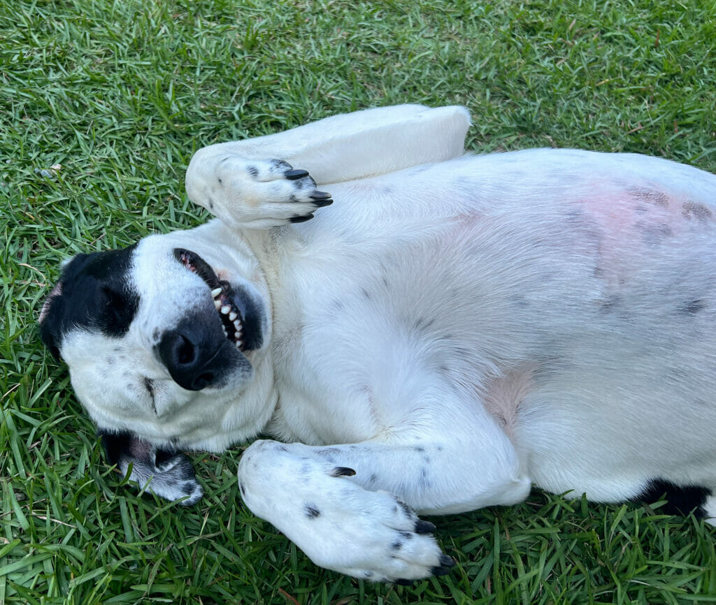 happy dog