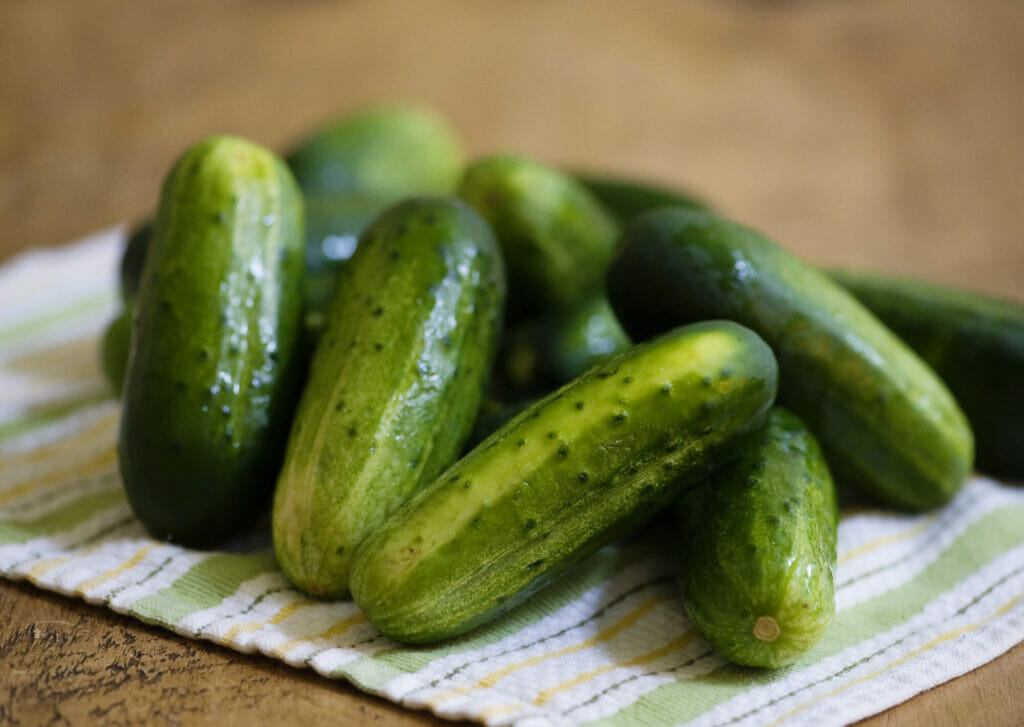 kirby cucumbers for pickling