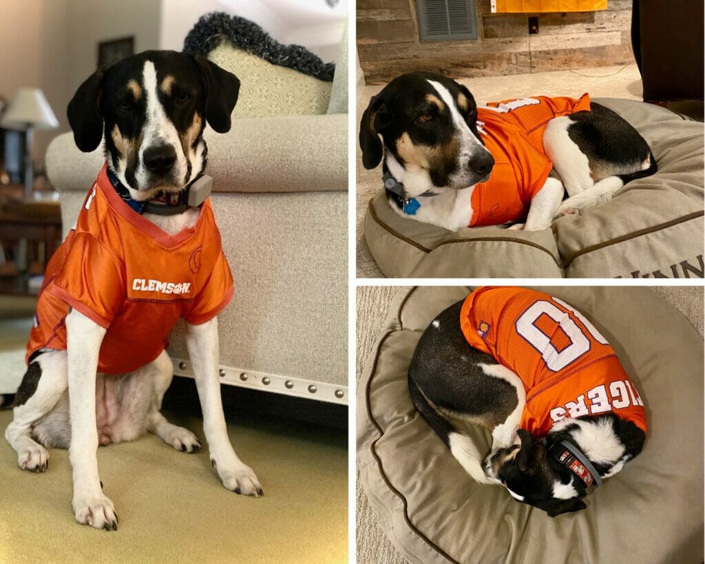 Clemson Dog