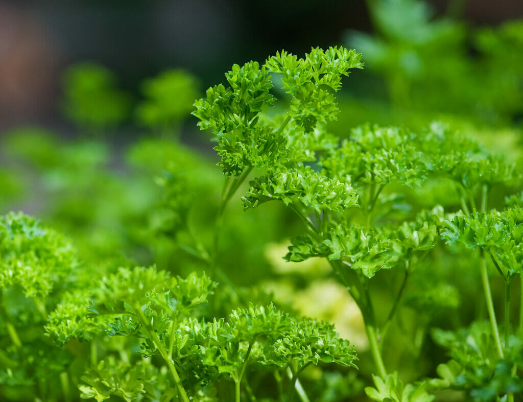 parsley