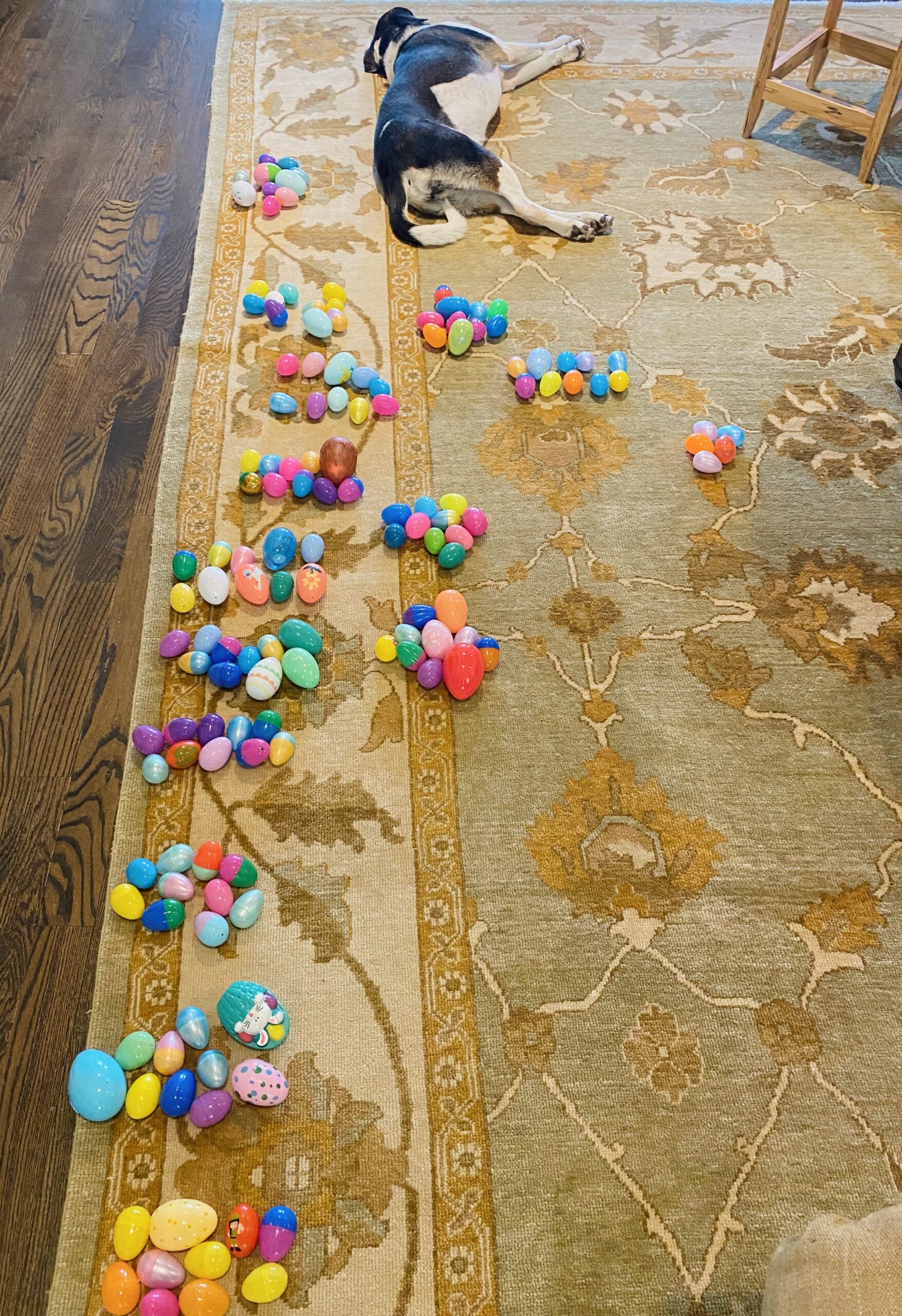 Tired dog with Easter eggs.