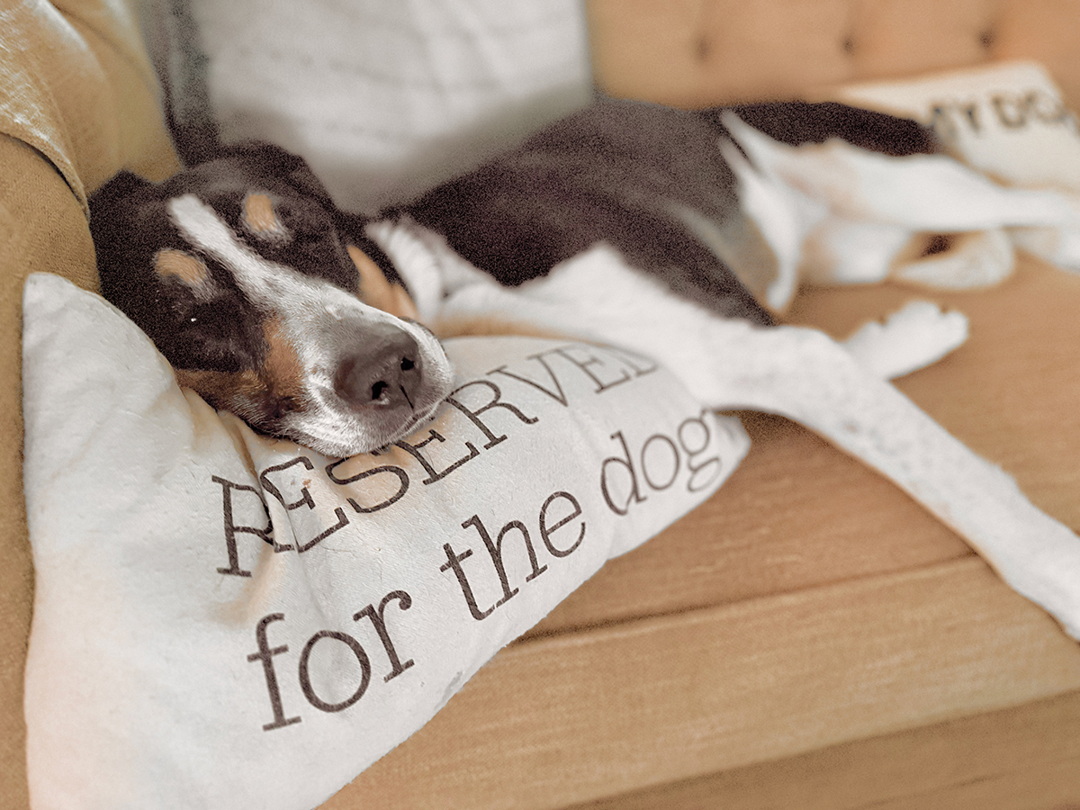 Dog sleeping on a pillow.